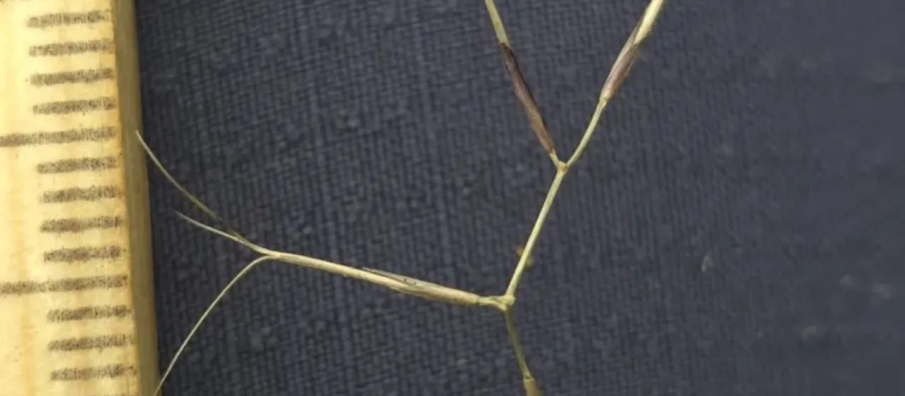 Aristida vagans