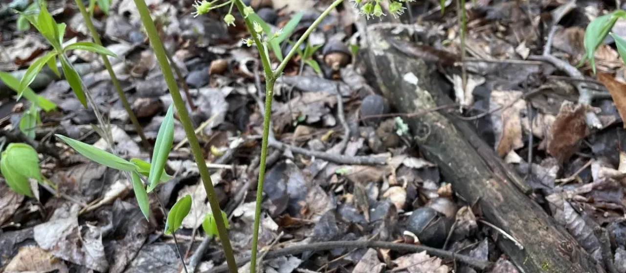 Wild sarsaparilla