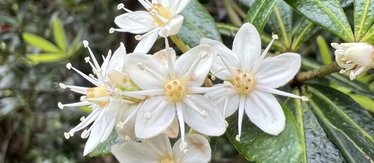 Acradenia frankliniae
