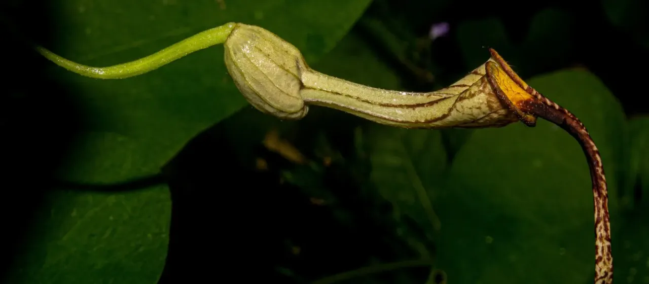 Aristolochia anguicida