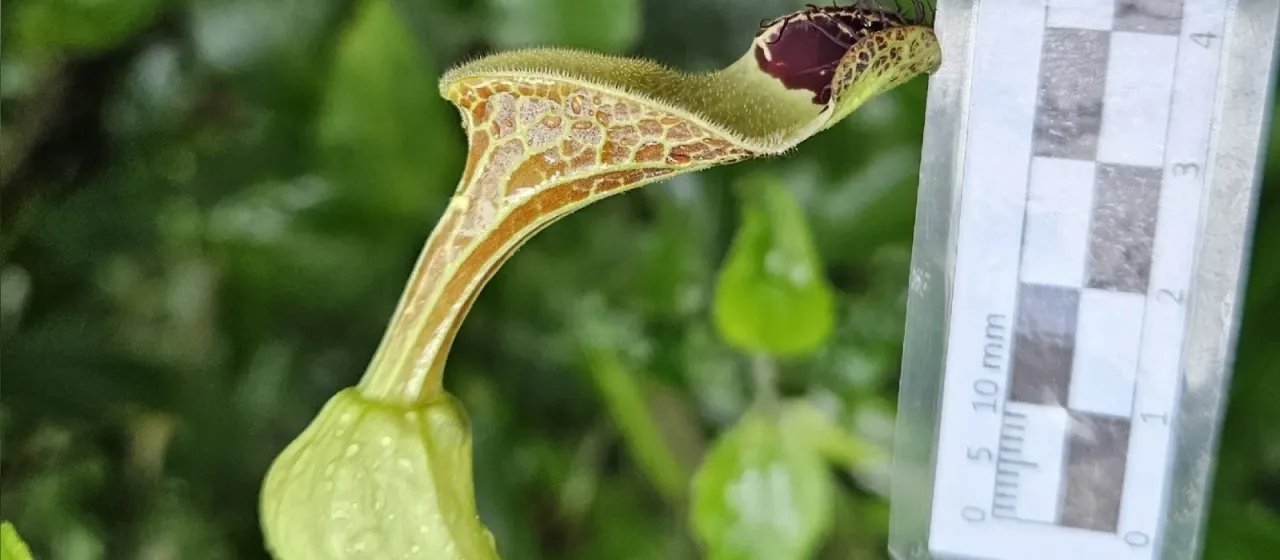 Aristolochia arcuata
