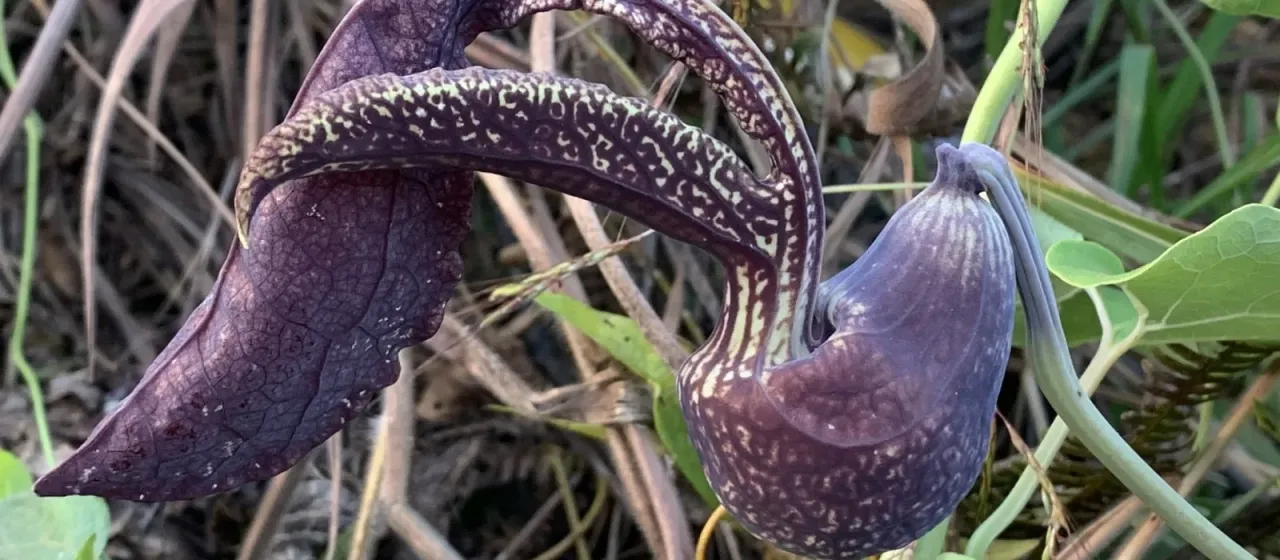 Helmet-flowered birthwort