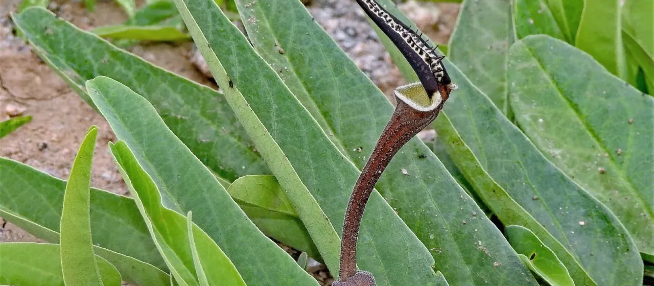 Aristolochia lingua
