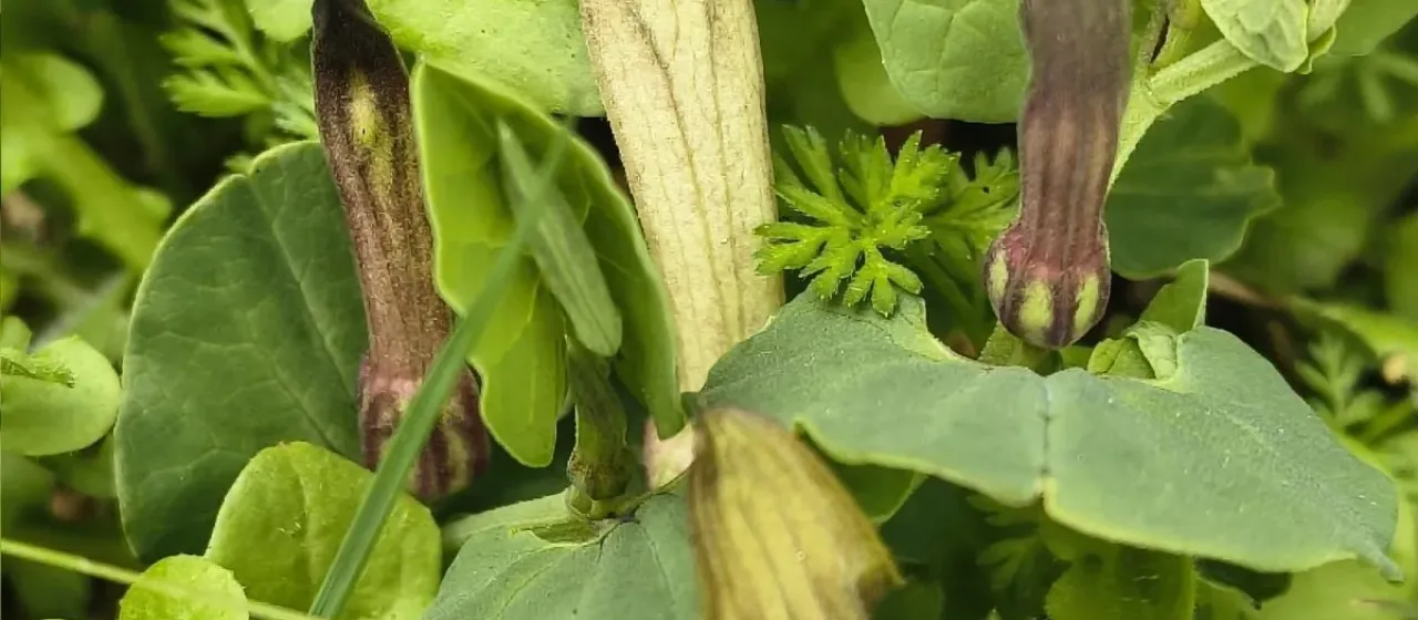 Aristolochia paucinervis