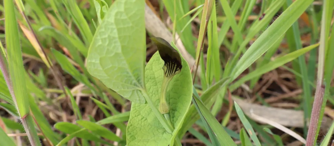 Round-leaved birthwort