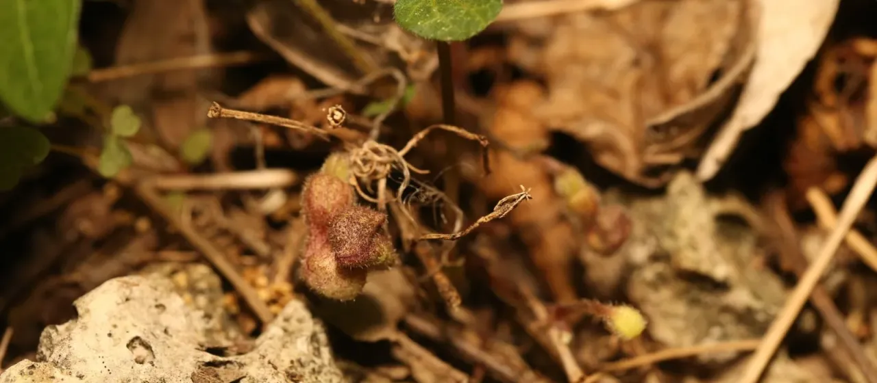 Virginia snakeroot