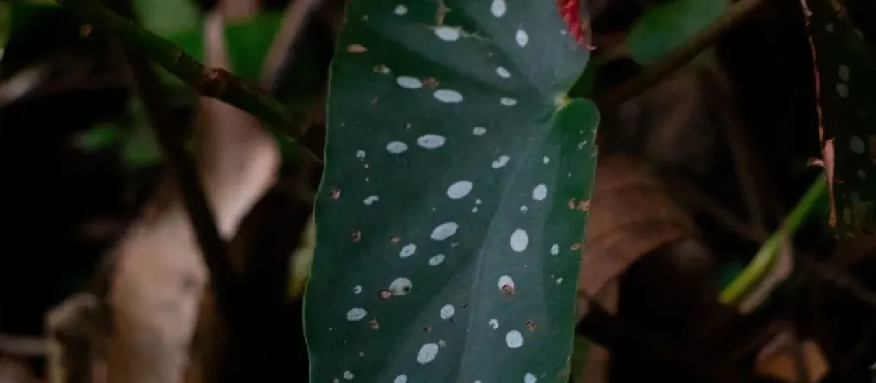 Polka dot begonia
