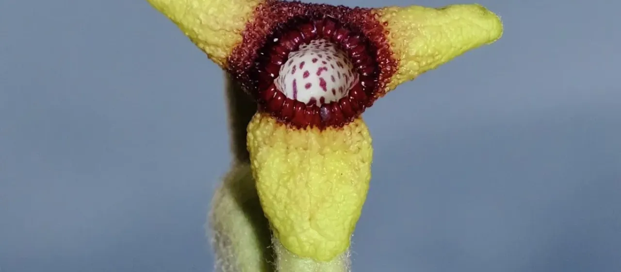 Woolly dutchman's pipe