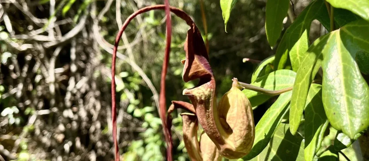 Aristolochia trilobata