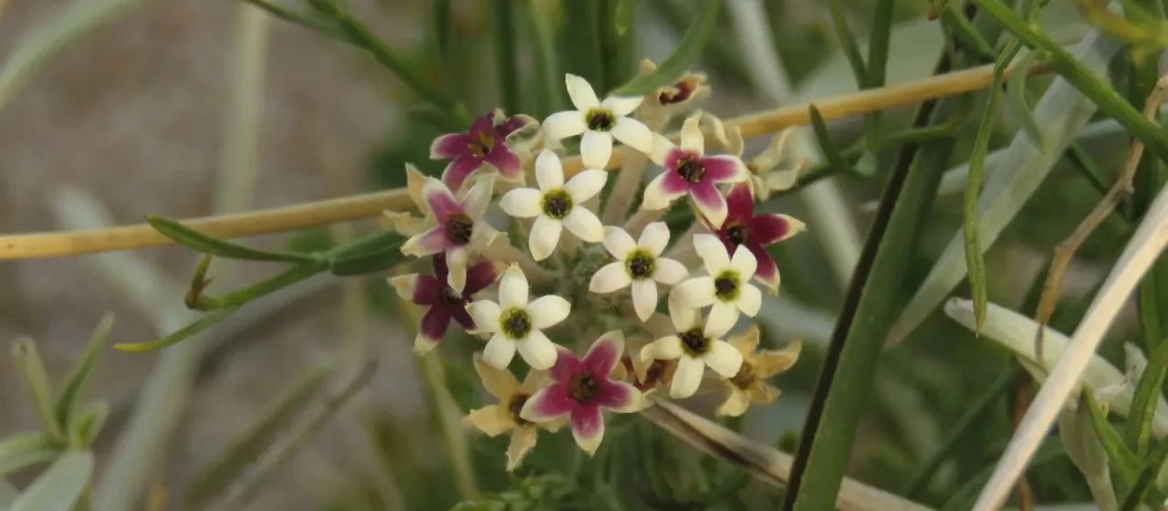 Arjona tandilensis