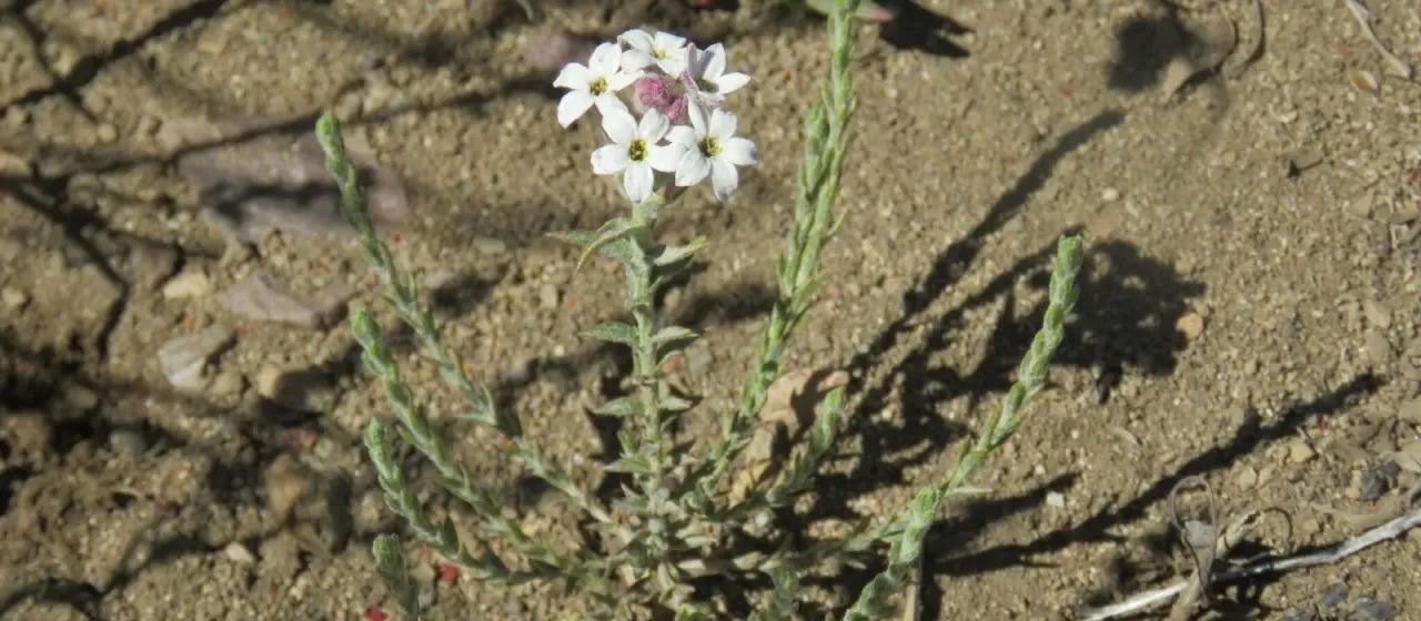 Arjona tuberosa