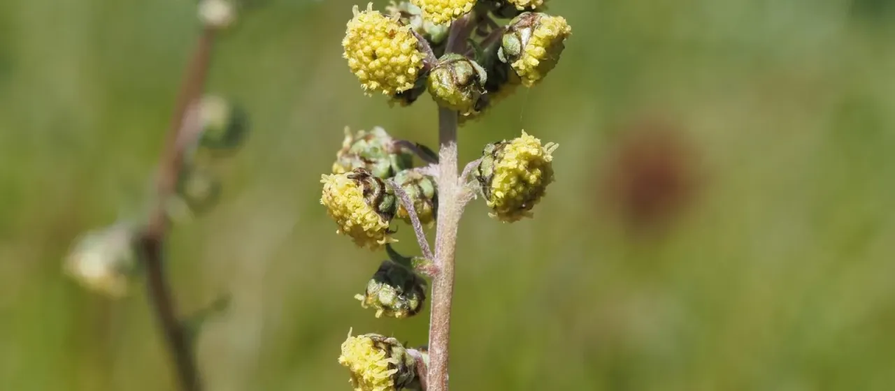 Black wormwood