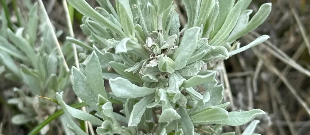 Silver sagebrush
