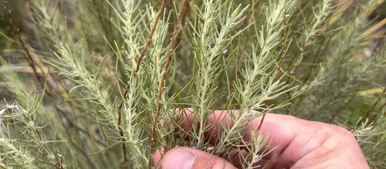 Sand sagebrush