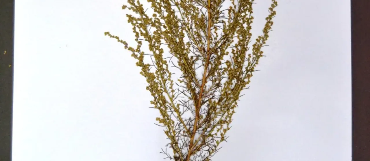 Kurram wormwood