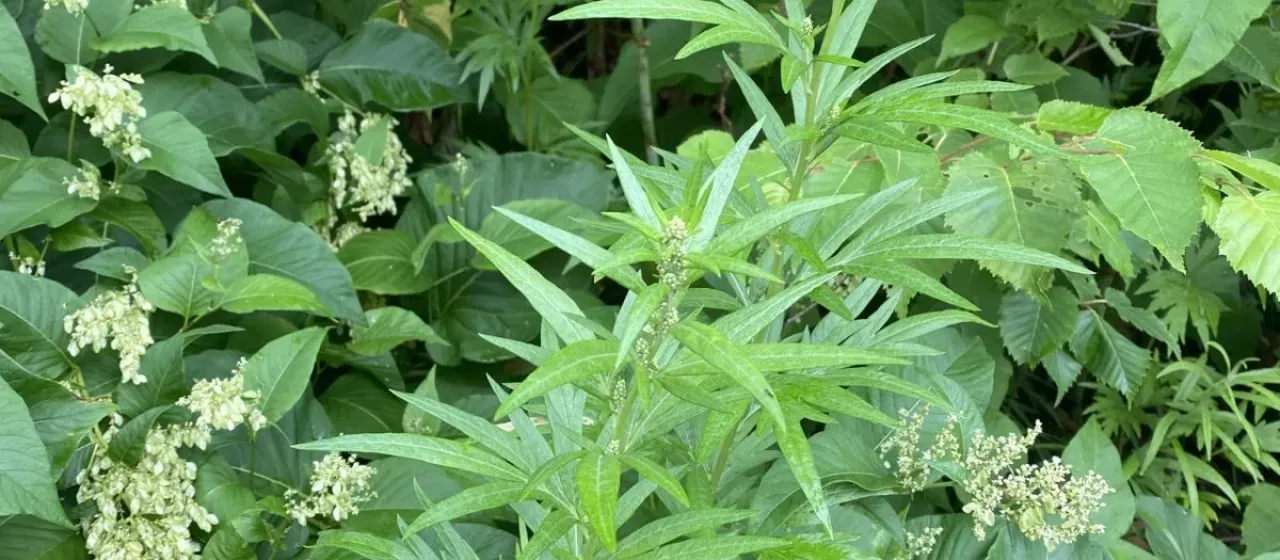 Mountain mugwort
