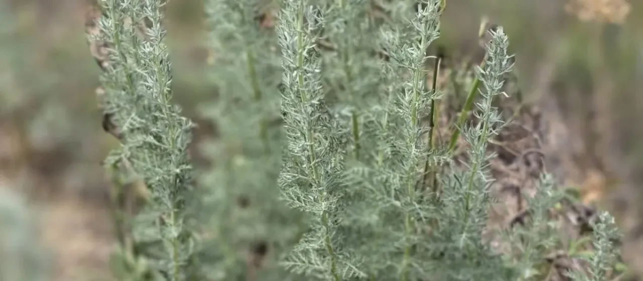 Roman wormwood
