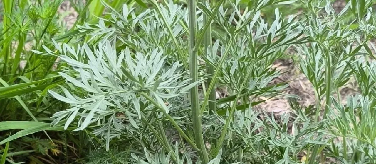 Sievers' wormwood