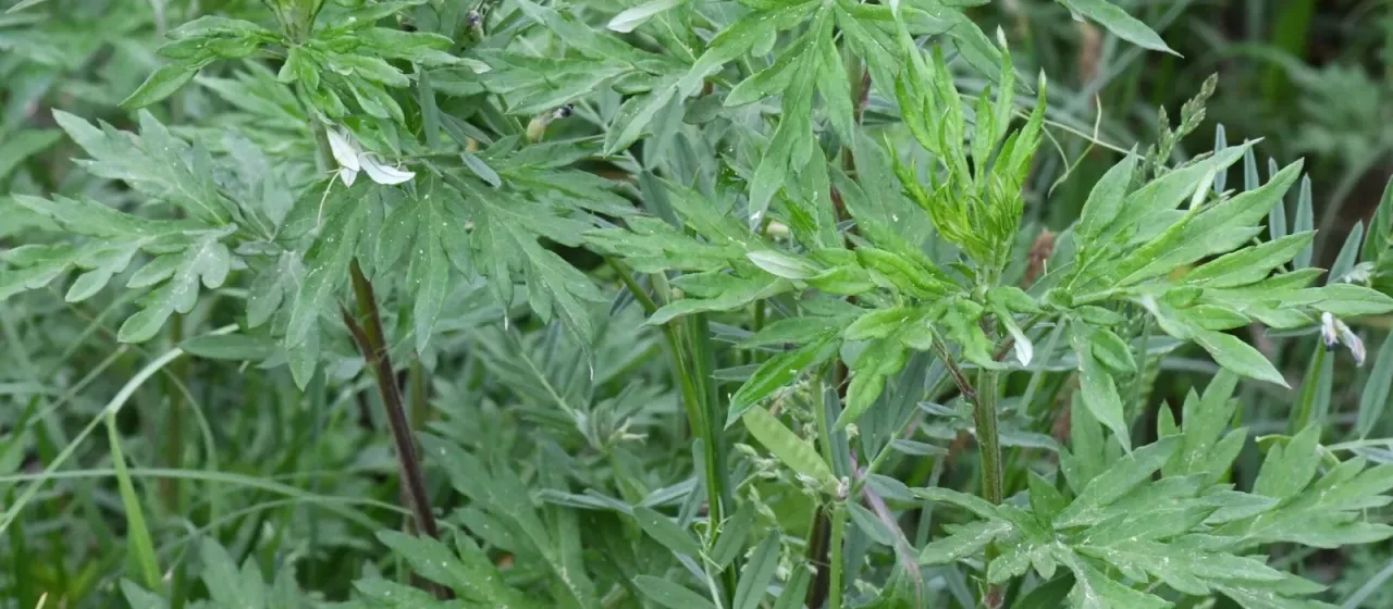 Verlot's mugwort