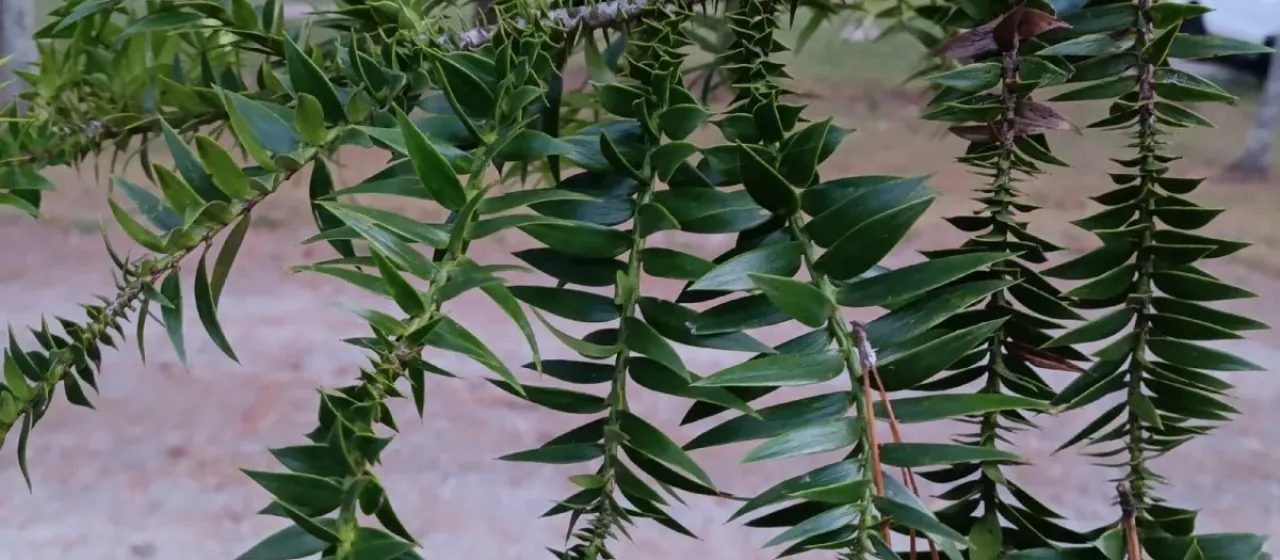 Bunya pine