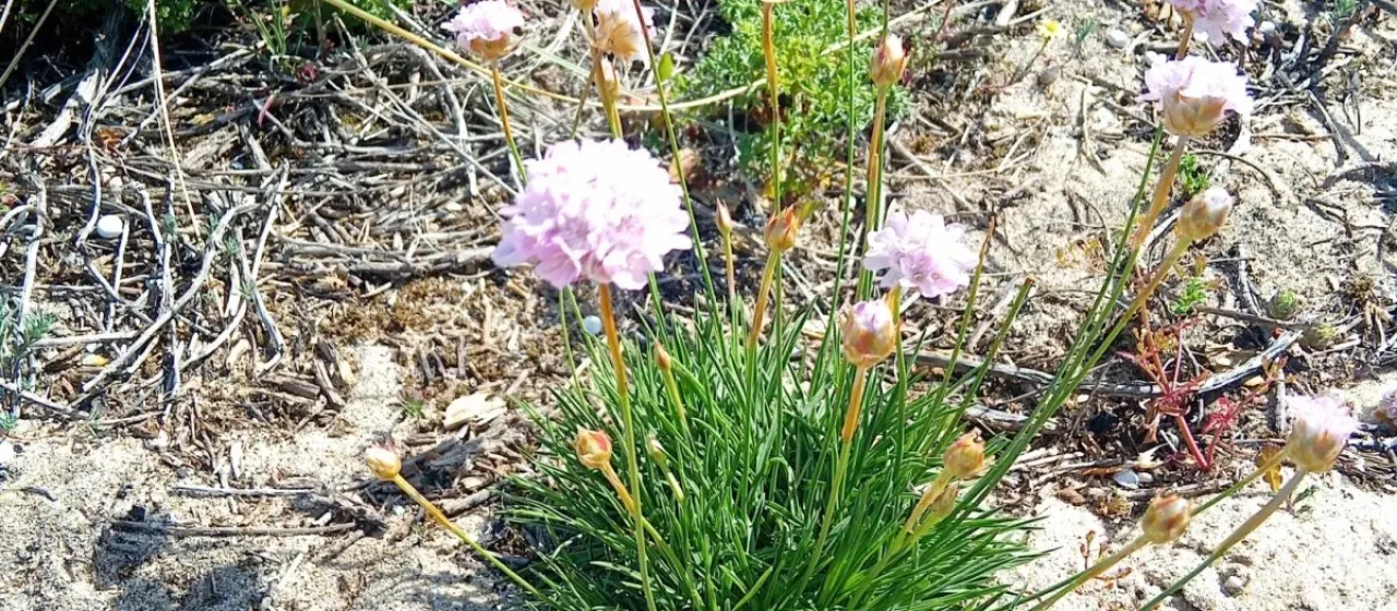 Armeria welwitschii