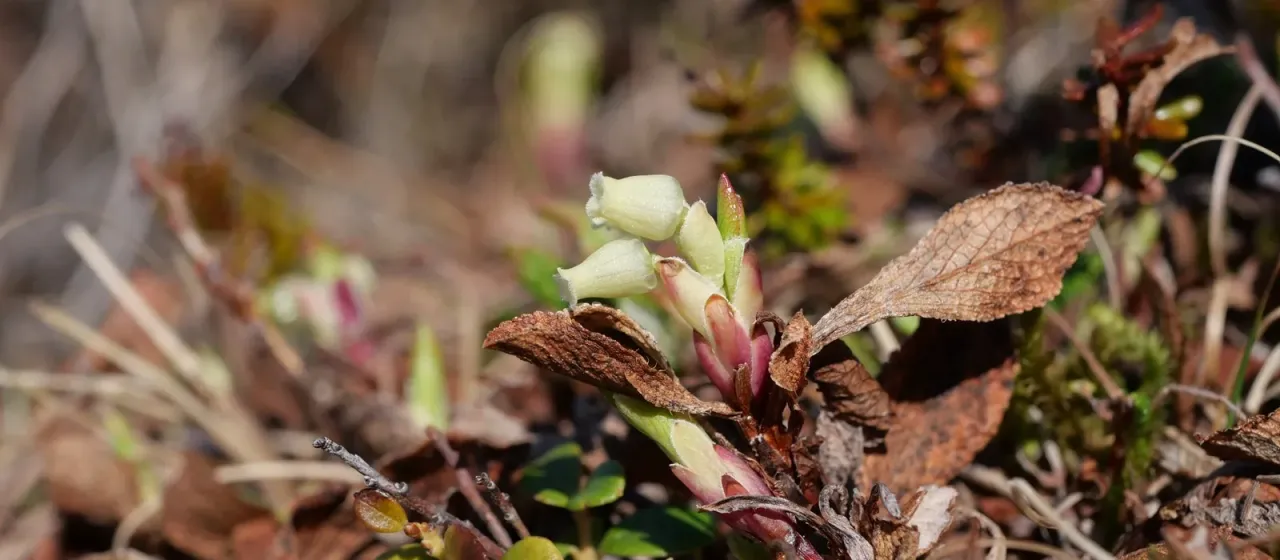 Alpine bearberry