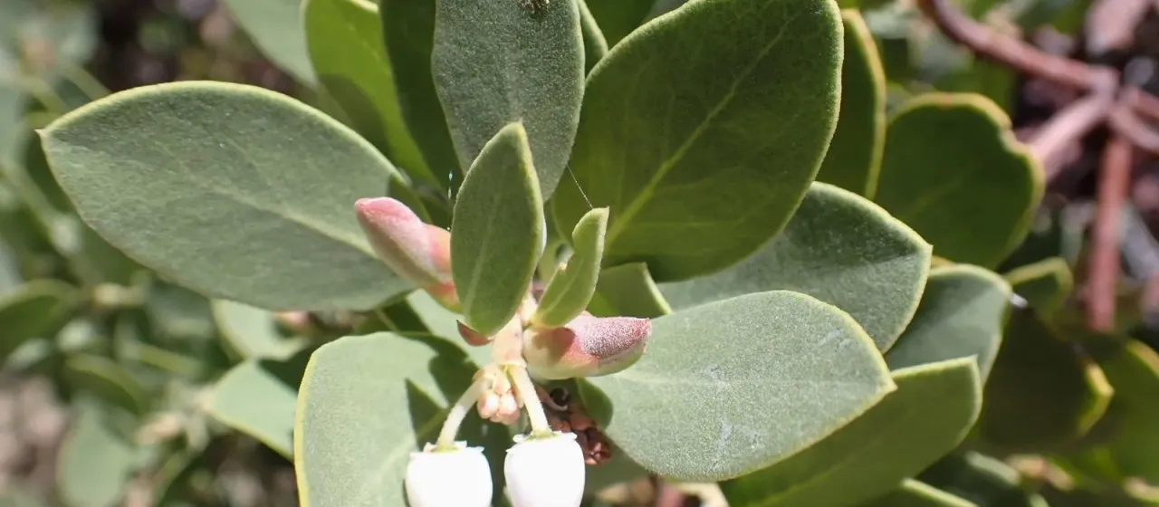 Parry manzanita