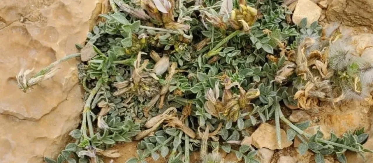 Astragalus amalecitanus