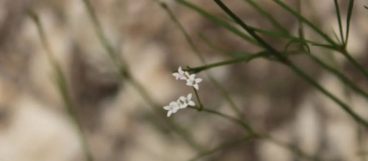 Squinancywort