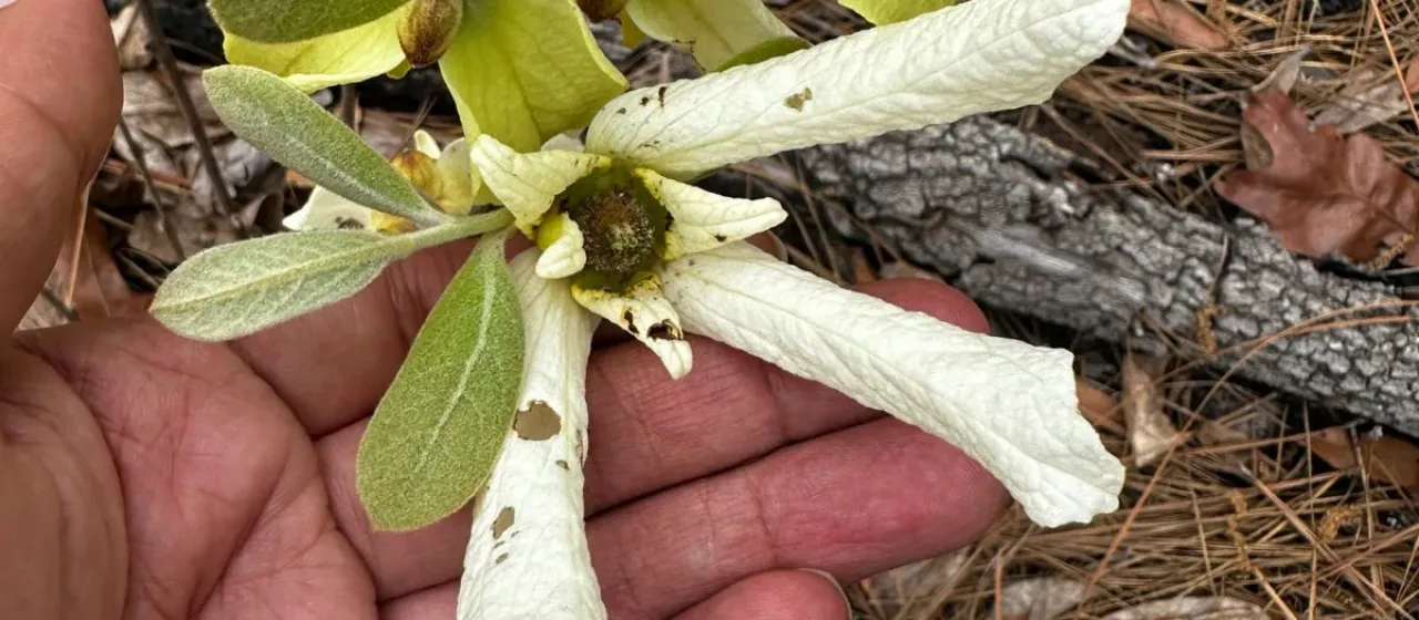 Woolly pawpaw