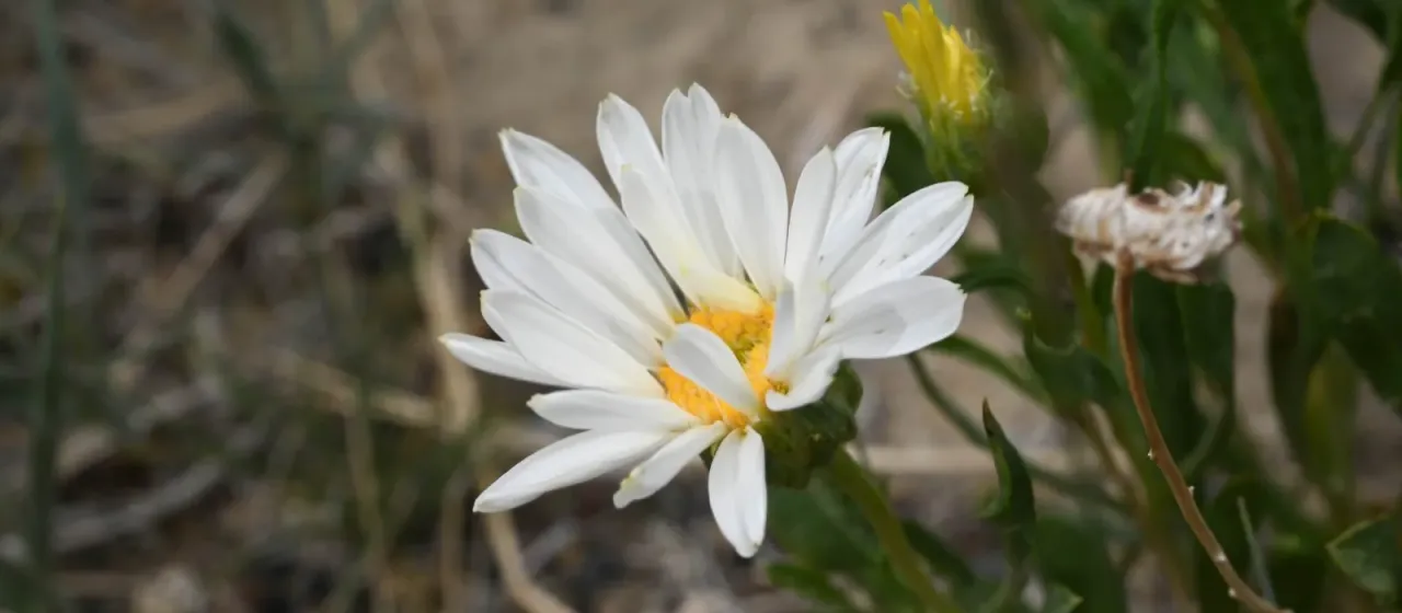Xylorhiza glabriuscula
