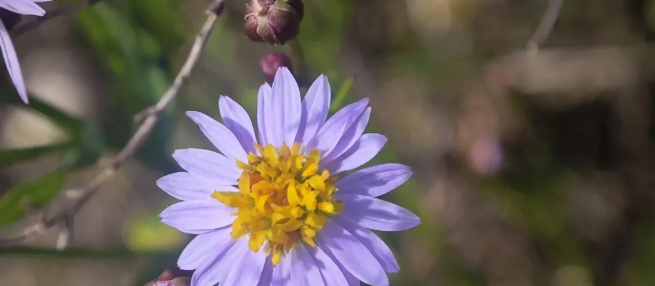 Sea aster