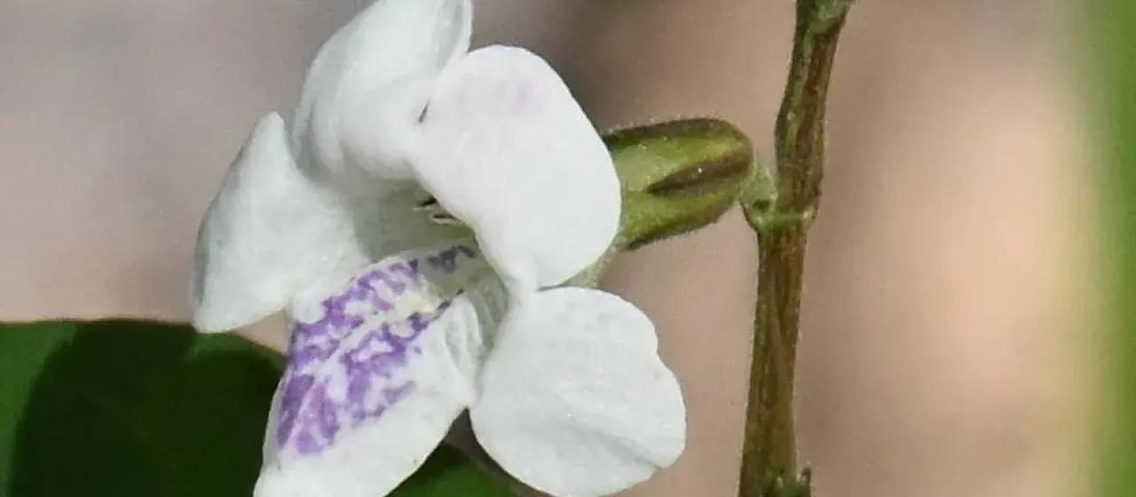 Asystasia intrusa