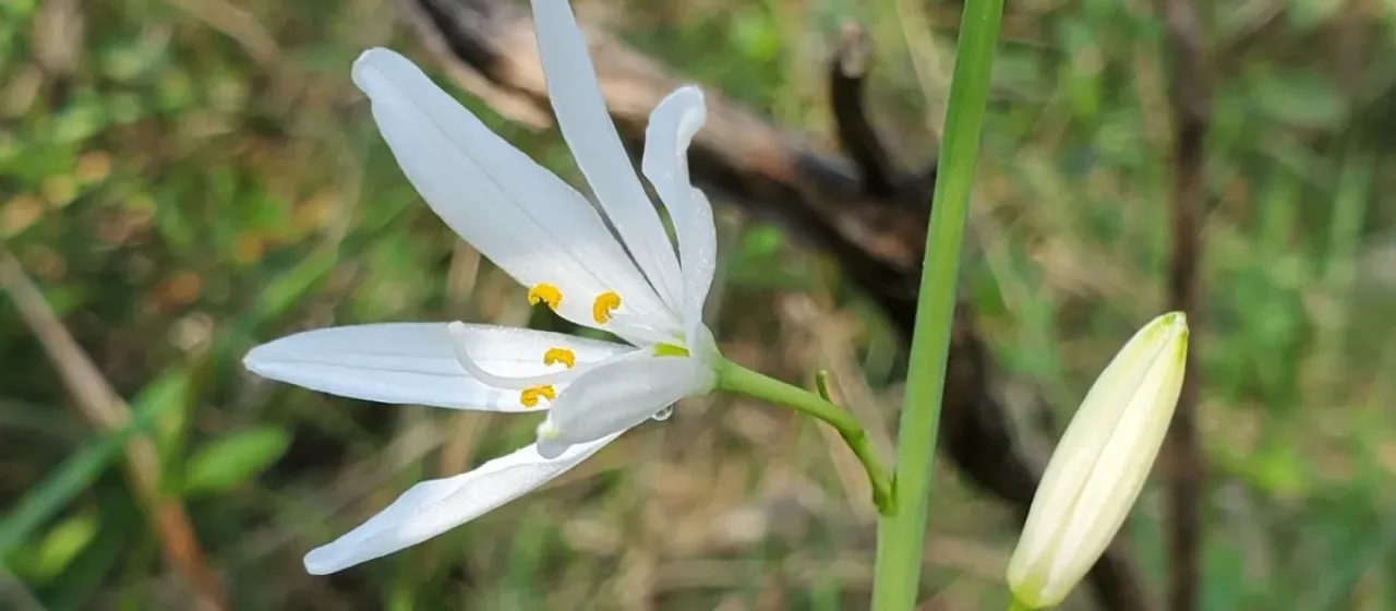 St. Bernard's lily