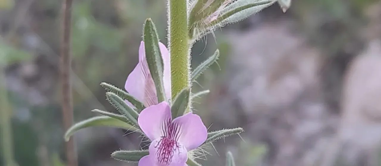 Lesser snapdragon