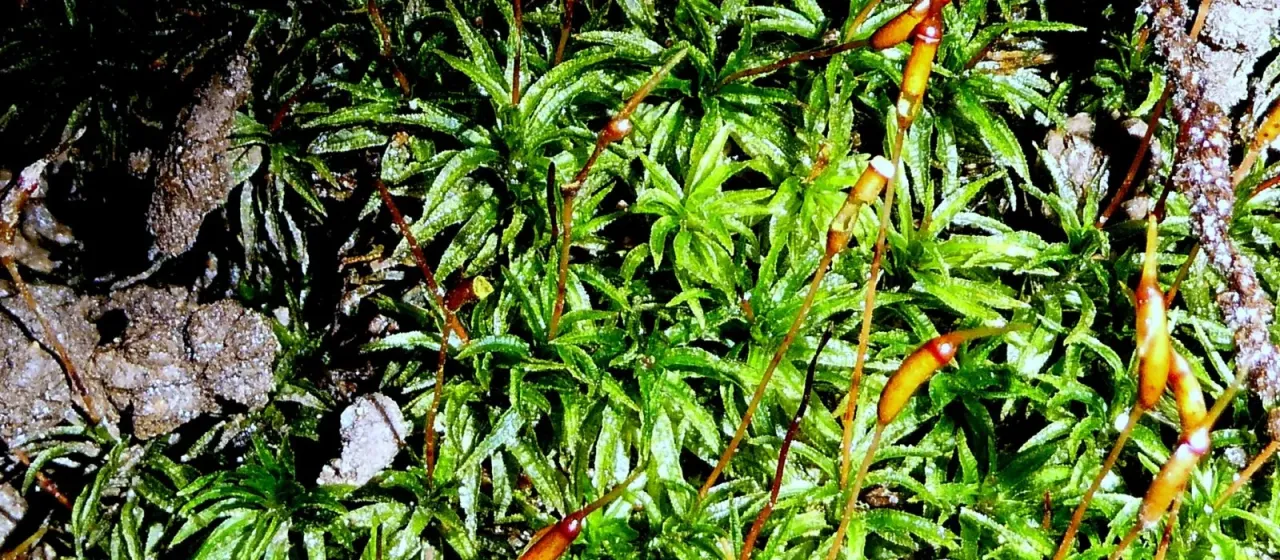 Atrichum undulatum