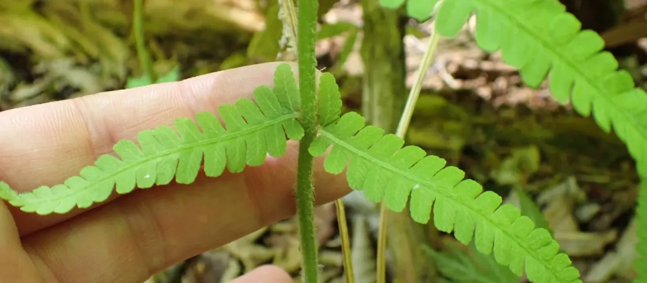 Silvery spleenwort