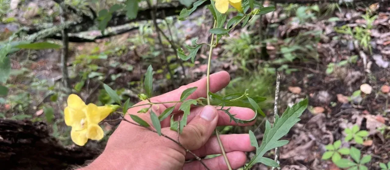 Smooth yellow false foxglove