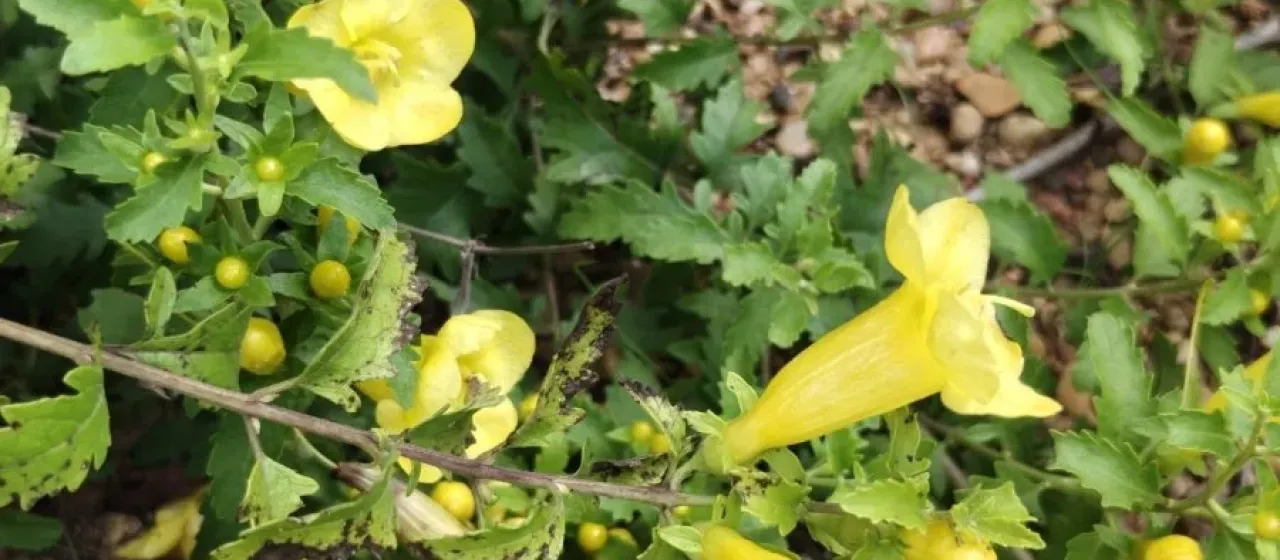 Aureolaria grandiflora