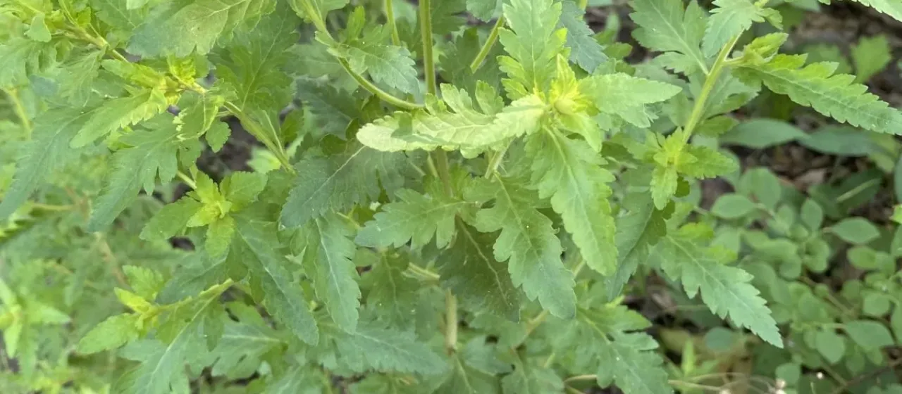 Aureolaria pedicularia