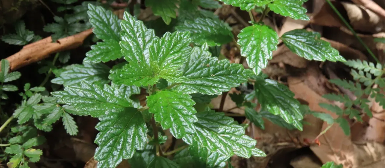 Australina muelleri