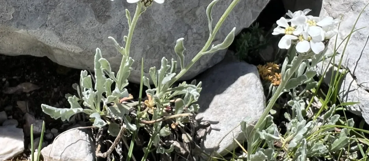 Clavenna's yarrow