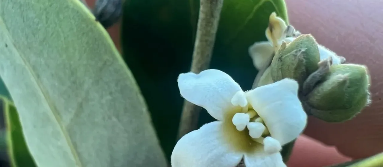Black mangrove
