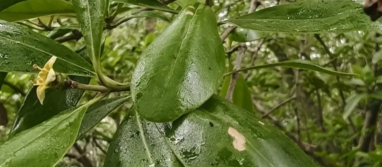Avicennia officinalis