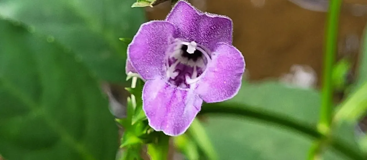 Artanema longifolium