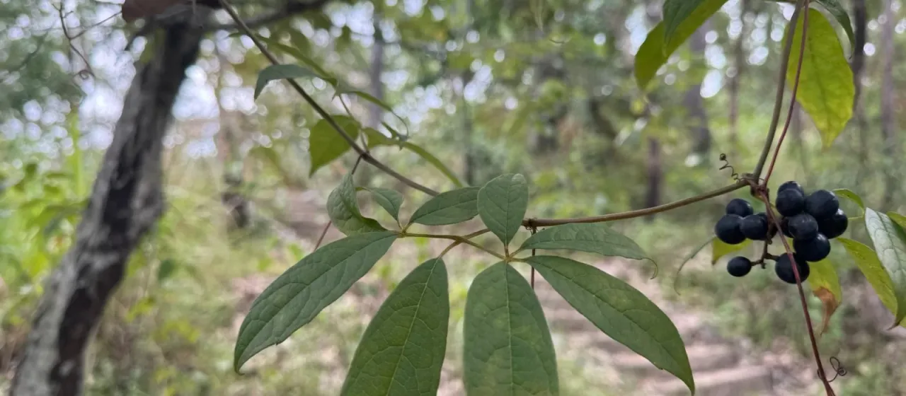 Ampelocissus acetosa