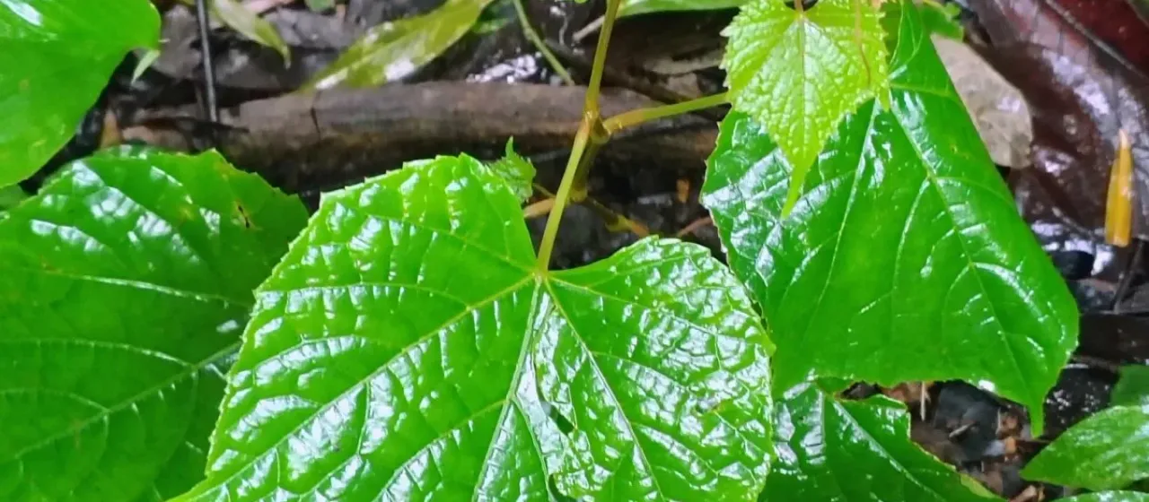 Broad-leaved ampelocissus