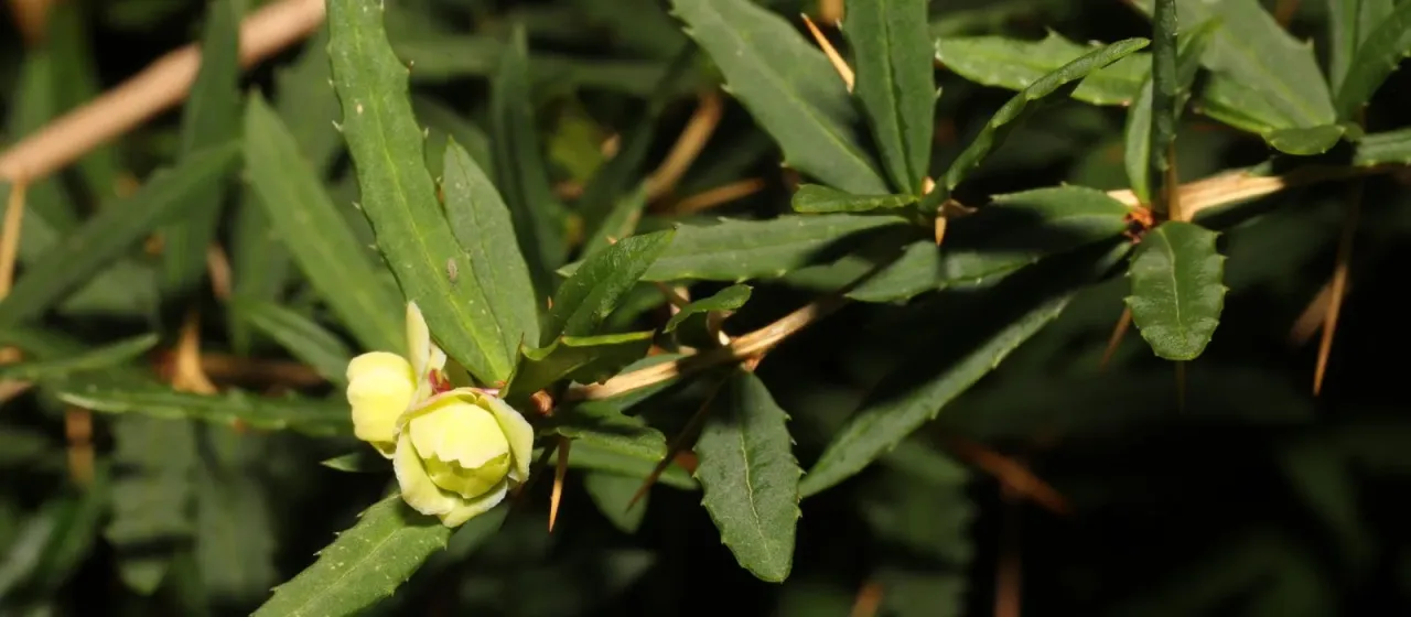 Gagnepain's barberry