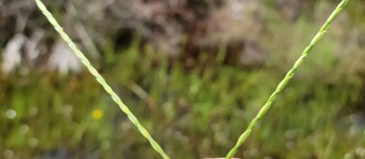 Big crabgrass