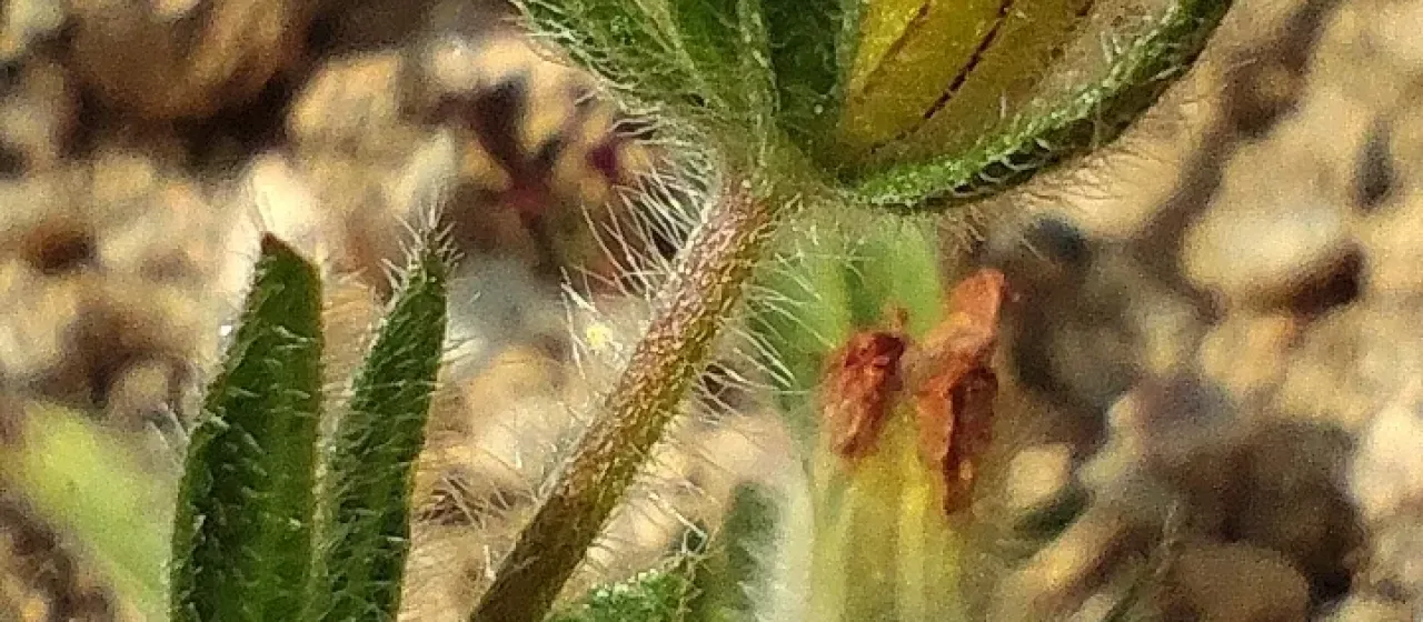 Hymenocarpos lotoides